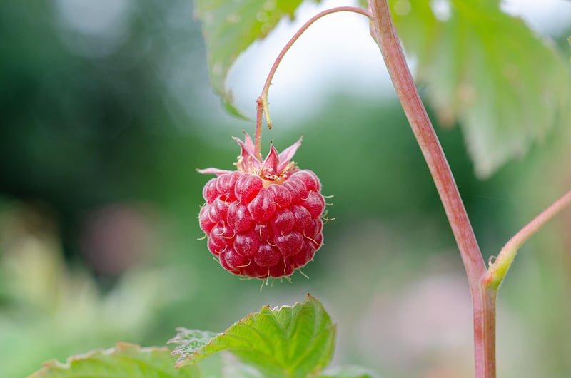 Herb Garden Picks