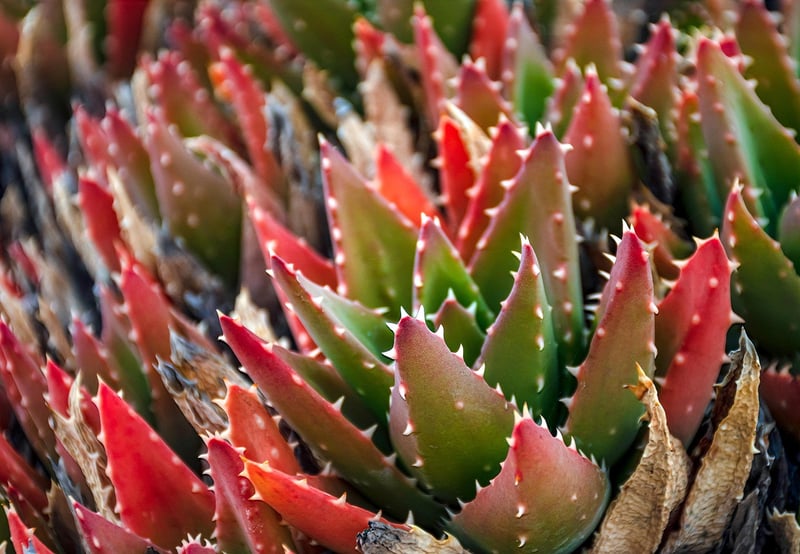 Succulents Collection