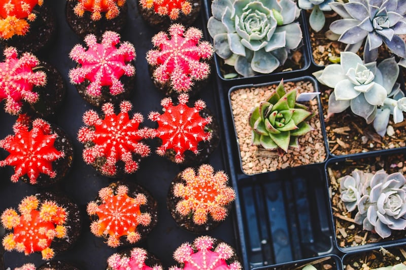 Succulent Terrariums